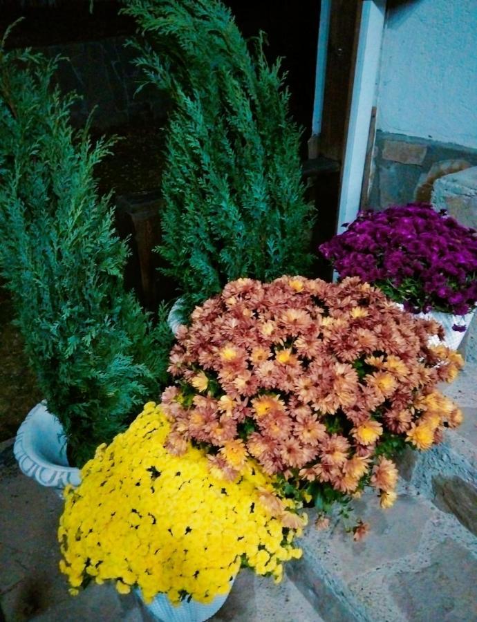 Vila Roxana Pangarati Dış mekan fotoğraf