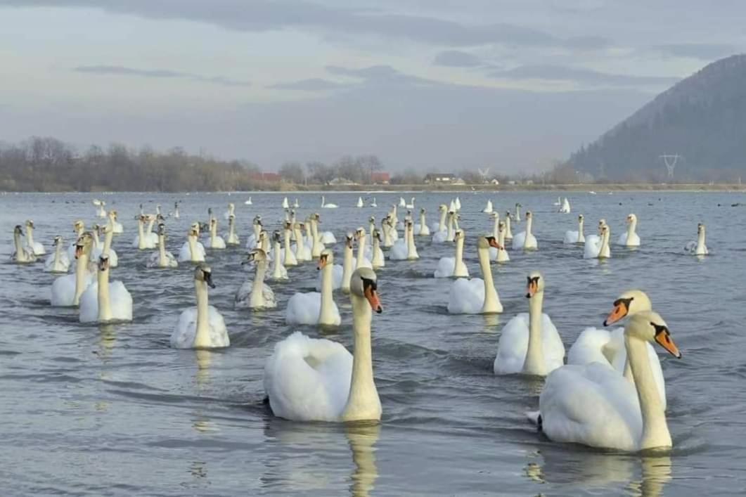 Vila Roxana Pangarati Dış mekan fotoğraf